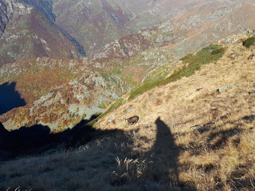 un camoscio scappa, sullo sfondo dei boschi infuocati della Val Grande