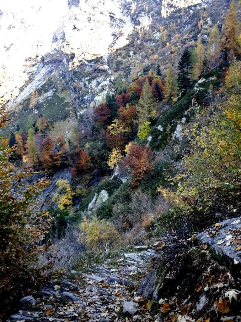 alberi coloratissimi con l'ultima luce