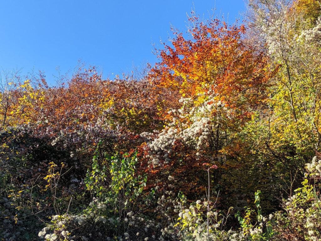 un bosco saturo di colori (nofilter)