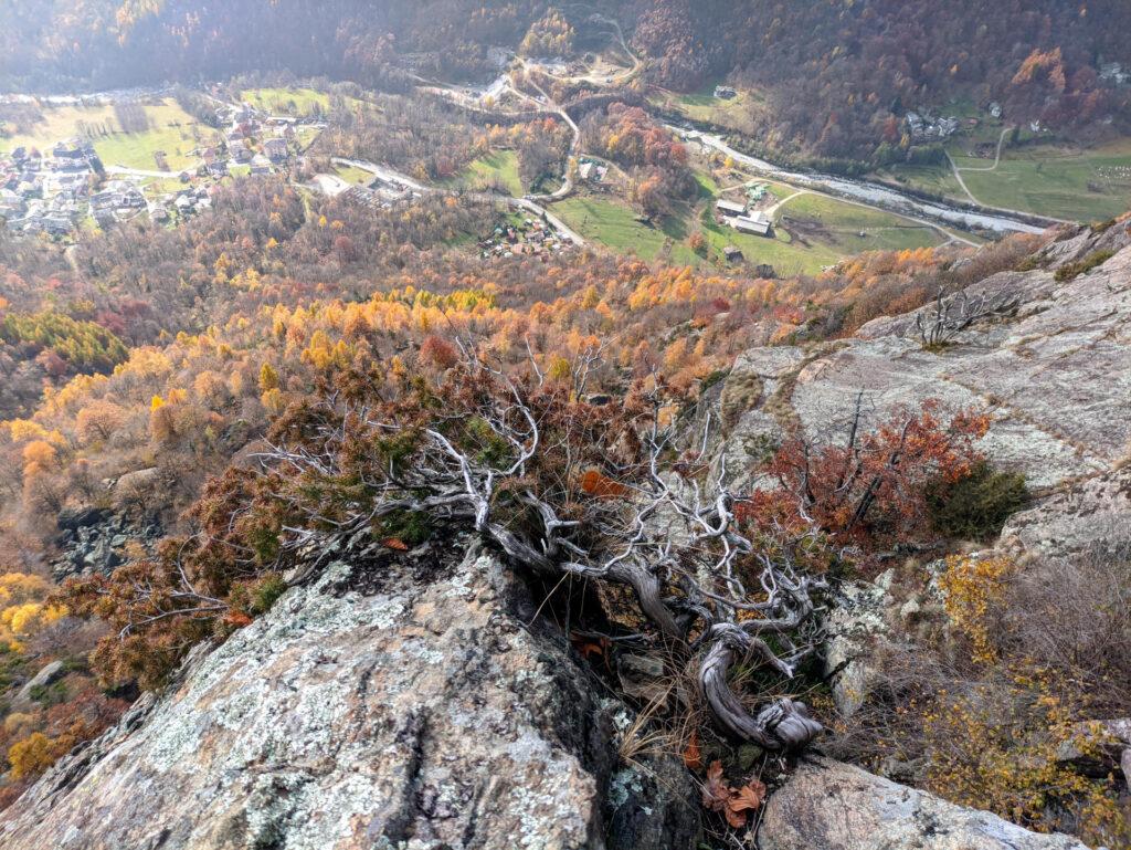 Un bel mughetto incastonato tra le rocce visto dalla sosta del quinto tiro