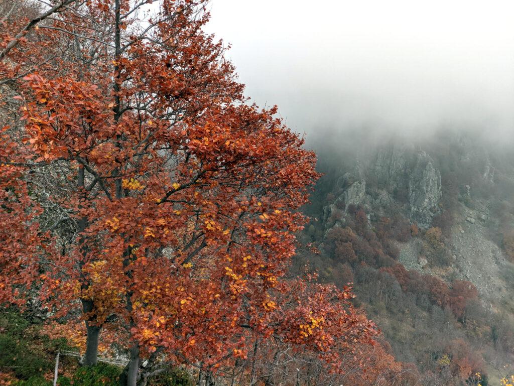 L'albero accanto all'arrivo della via è una botta di colori pazzesca