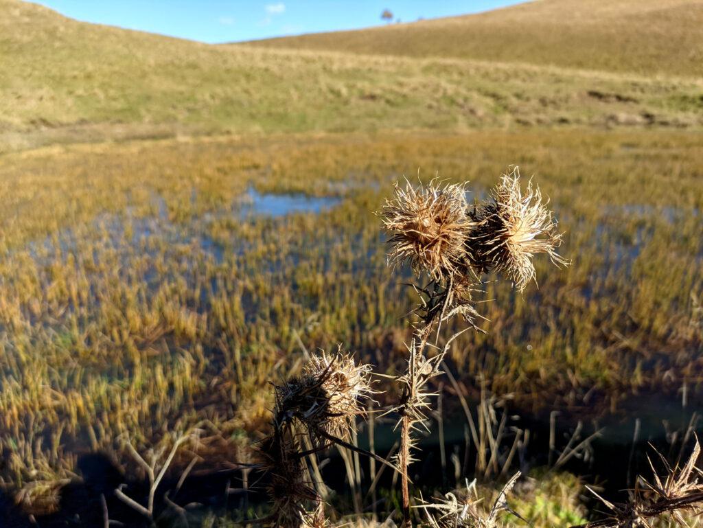 laghetto alpino e cardo nei colori autunnali