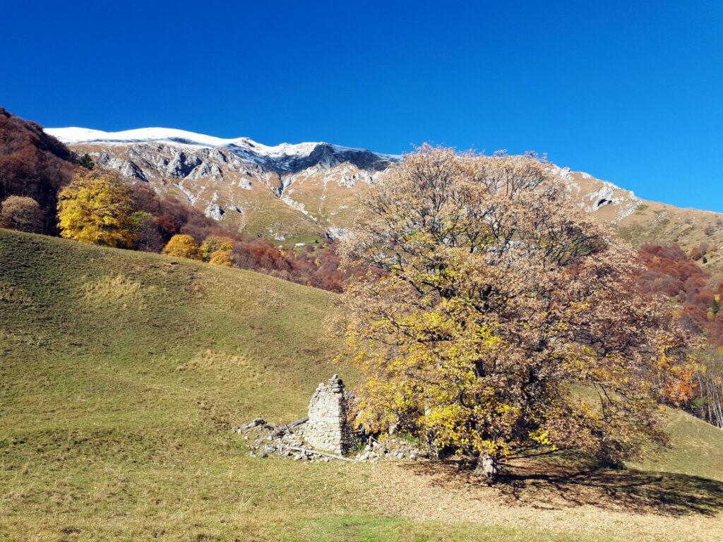 scendendo verso il Pialeral, un punto davvero panoramico, con un rudere e un grosso acero - ter