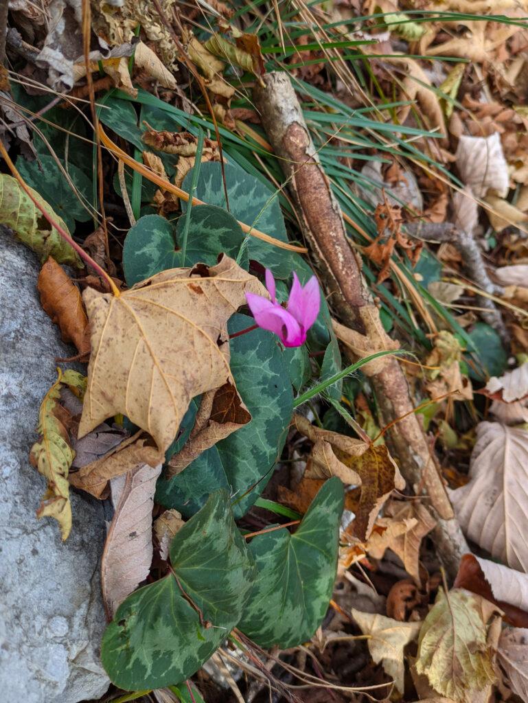 ciclamino autunnale