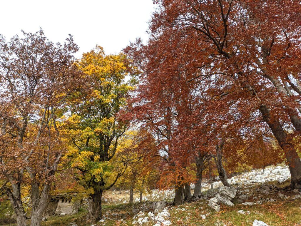 il bosco incantato nei pressi di Malga Valle