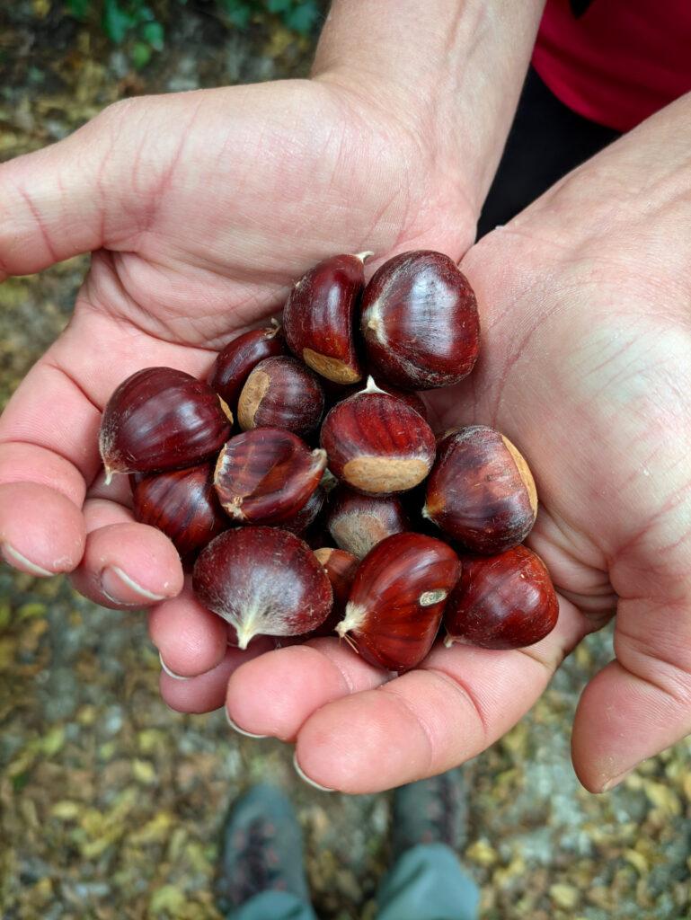 e per finire una mini raccolta di mini castagne (che comunque erano buone!)