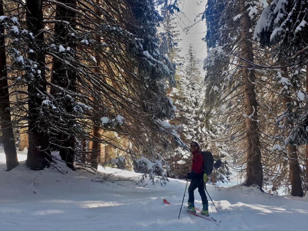 il boschetto sotto alla pista di sci di fondo, magico con la luce del mattino