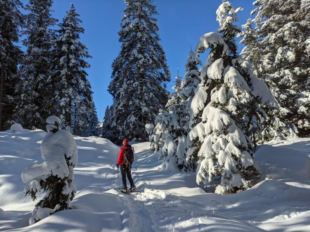 bellissime le conifere cariche di neve