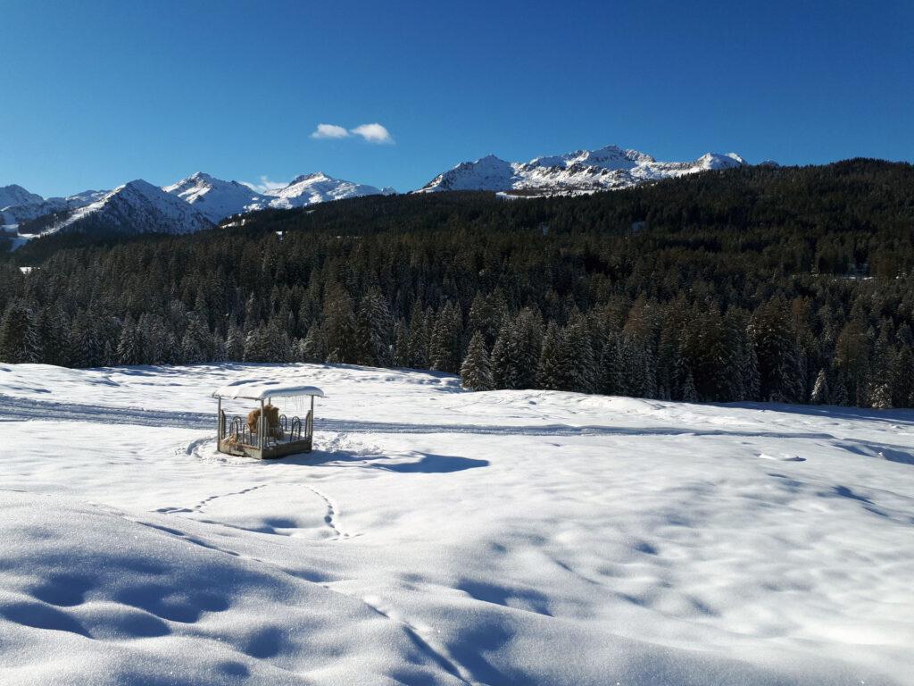 ritorno a Malga Mondifrà: il boschetto che ci attende