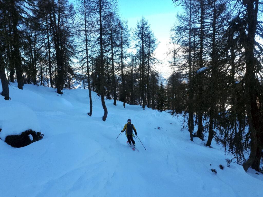 E via che si scende! Nel bosco a tratti si scende obbligati, in altri punti ci si può sbizzarrire e divertire su polvere!