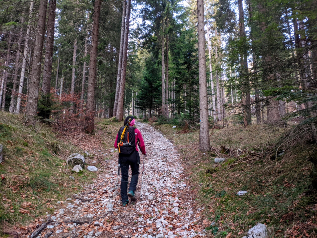 La parte iniziale della salita si svolge nel bosco dove non c&#039;è neanche un briciolo di neve, motivo per il quale abbiamo lasciato sci e ciaspole in macchina