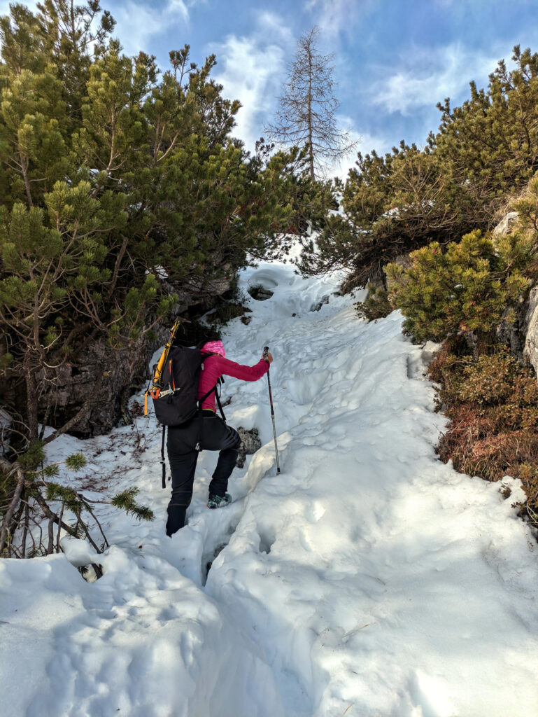 Ultimi faticosi metri tra i mughi per raggiungere la piana alta