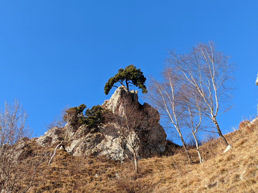 Bellissimo albero stile bonsai cresciuto sulle rocce