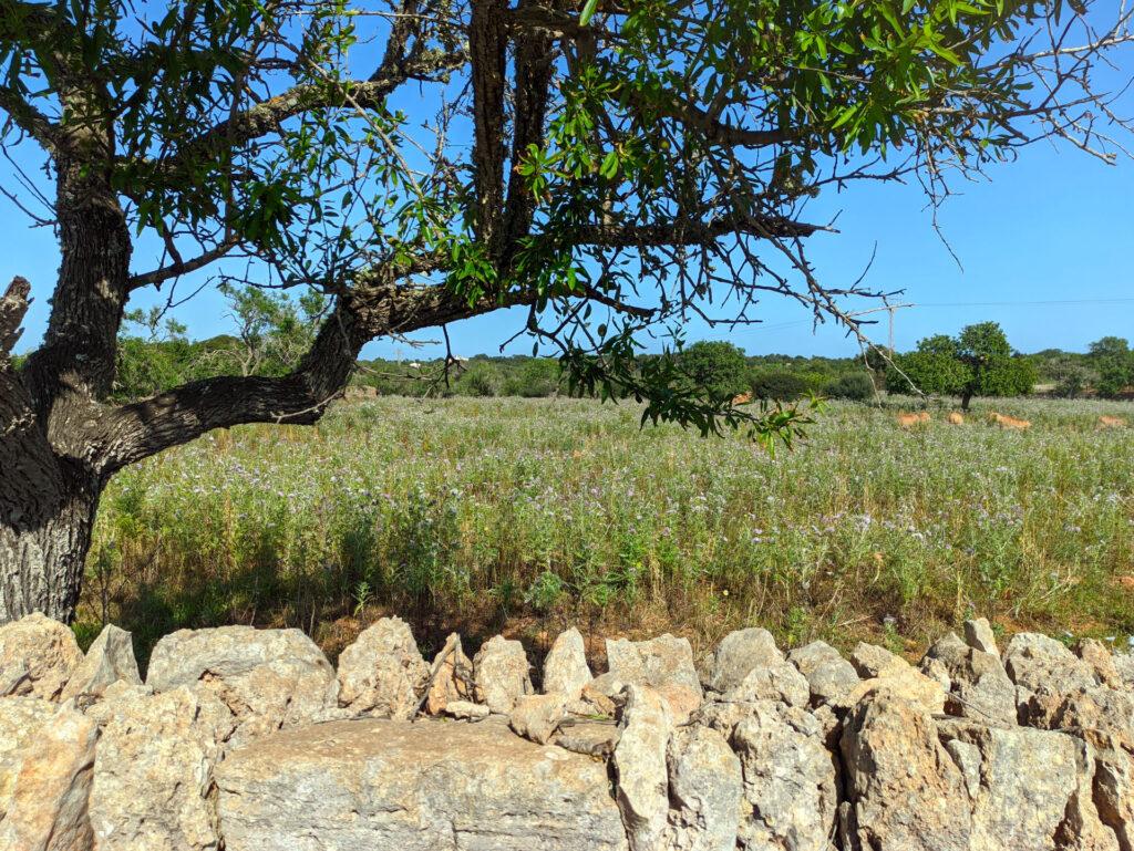 nel Parc natural de Mondragó