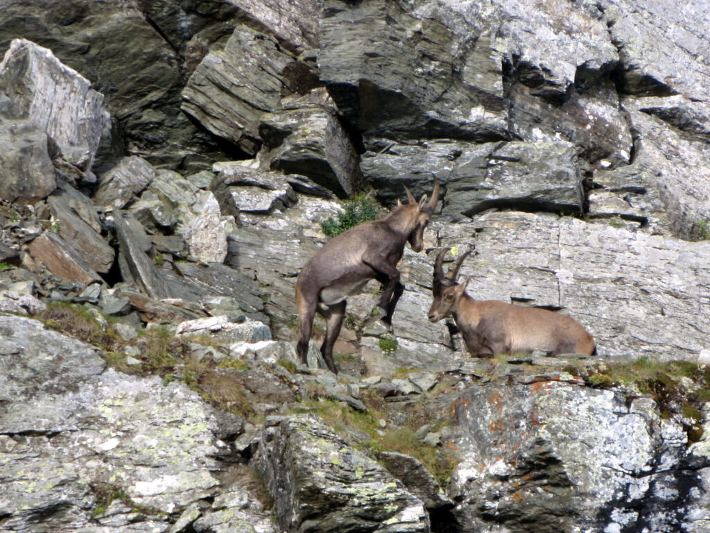 Appena dietro al rifugio, questi due stambecchi maschi fanno una spettacolare lotta