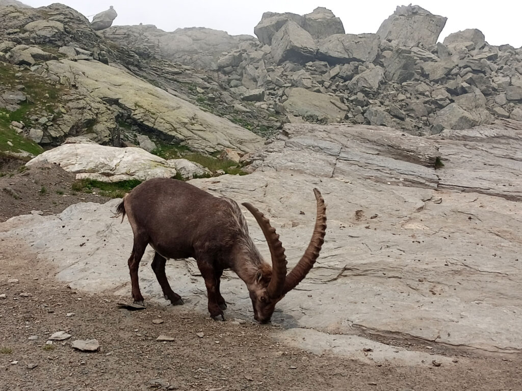 Lui è il vecchio capobranco e si presenta senza timore a due passi dal rifugio