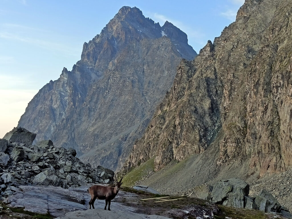 questa vista sul Monviso la avrete solo se deciderete di fare una tappa al Giacoletti: per lo stambecco non garantiamo!