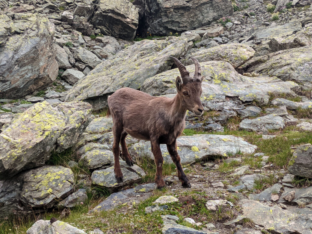 Giovane stambecco sulla via del ritorno