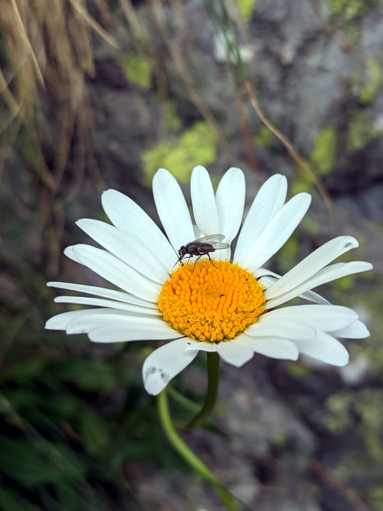 Mosca su margherita nell'attesa in sosta ;)