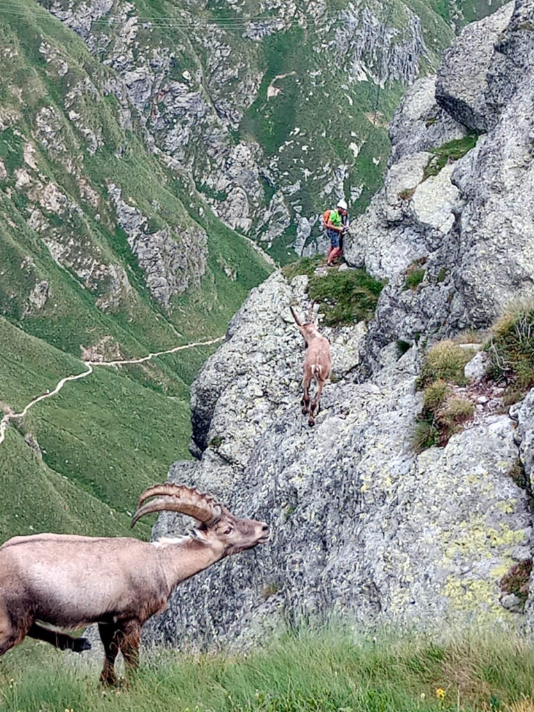 Visuali alternative! Un ragazzo sulla cima fotografava gli stambecchi e poi siamo sbucati noi. Stambecchi zoppi e anziani, ma pur sempre stambecchi! :P