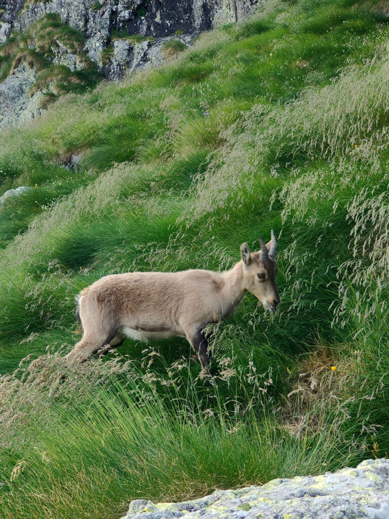 Cucciolo di stambecco in discesa