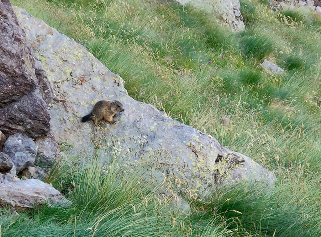 La marmottina più piccina che abbiamo mai visto dal vivo a pochi passi da noi!