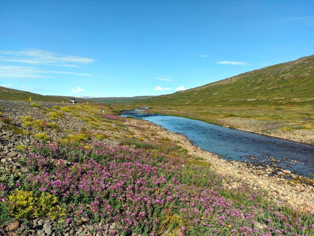 lungo la strada, fioriture estive