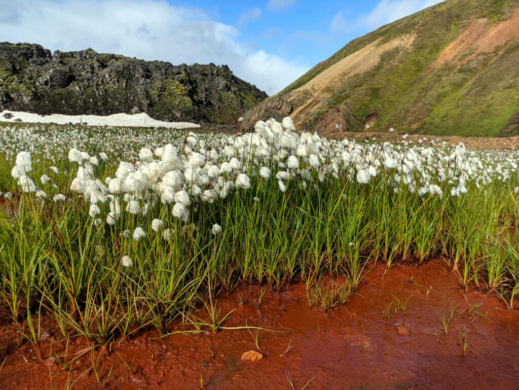 Eriophorum in contrasto con il terreno ricco di minerali