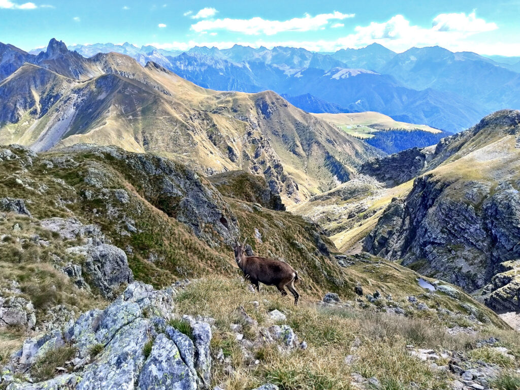 in cima tra il Rifugio Benigni e la Cima di Valpianella pullula di stambecchi