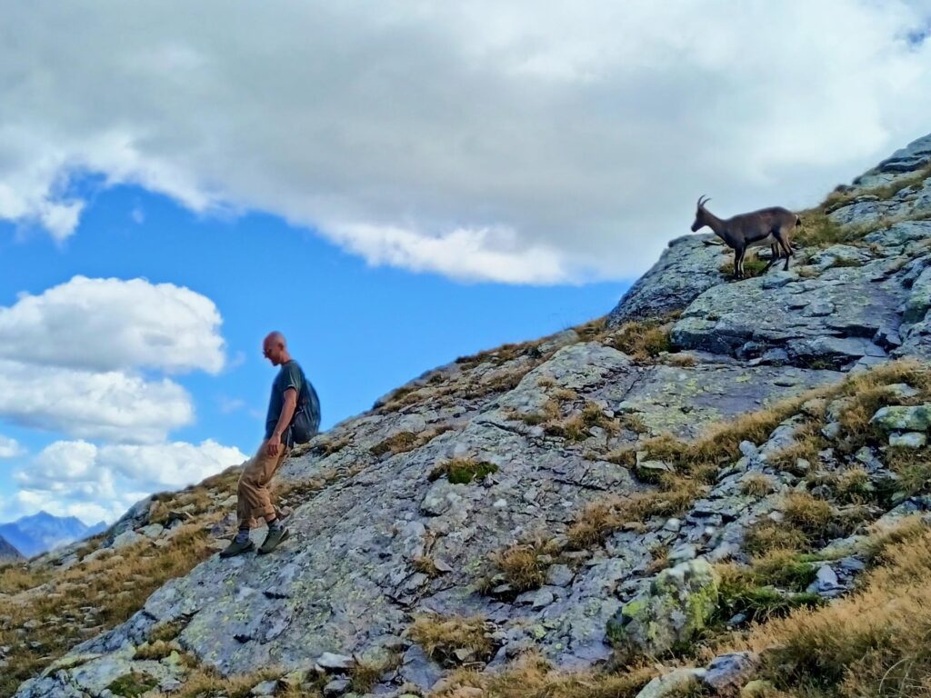 ... stambecca all&#039;inseguimento di Andre, a debita distanza ma sempre alle calcagna!