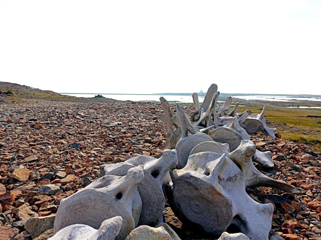 e resti di balene: vertebre