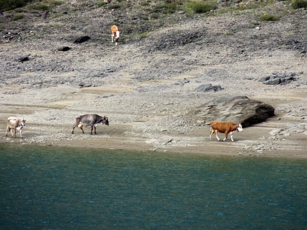 Qui le mucche hanno persino la spiaggia privata! Bella vita!! ;)