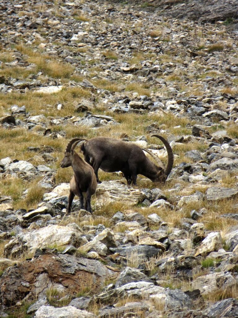 Un gruppo di stambecchi adulti mangia serenamente nei pressi del passo di Nefelgiù