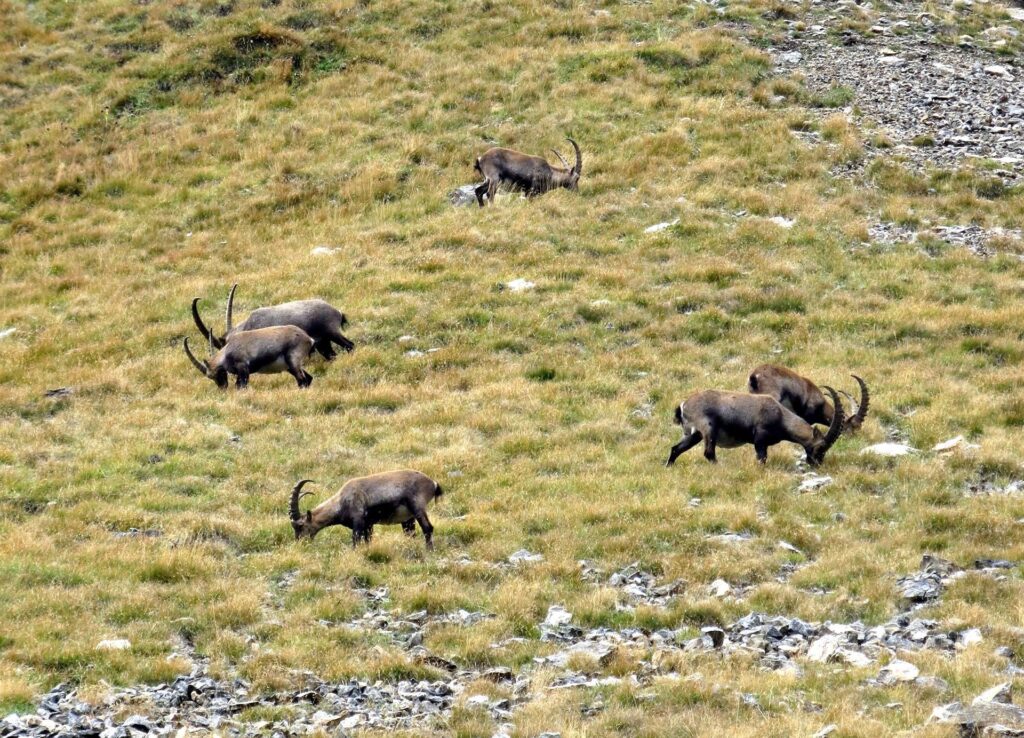 Un gruppo di stambecchi adulti mangia serenamente nei pressi del passo di Nefelgiù (bis)