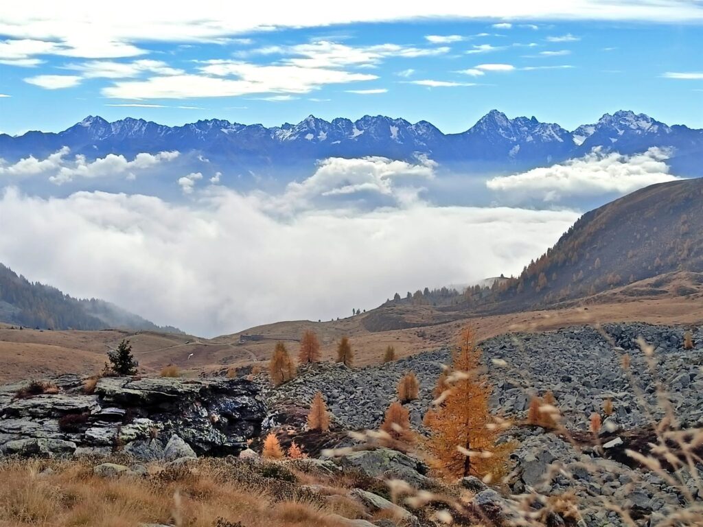 prendiamo quota sulle pietraie, dove i larici solitari stanno colonizzando l'ambiente