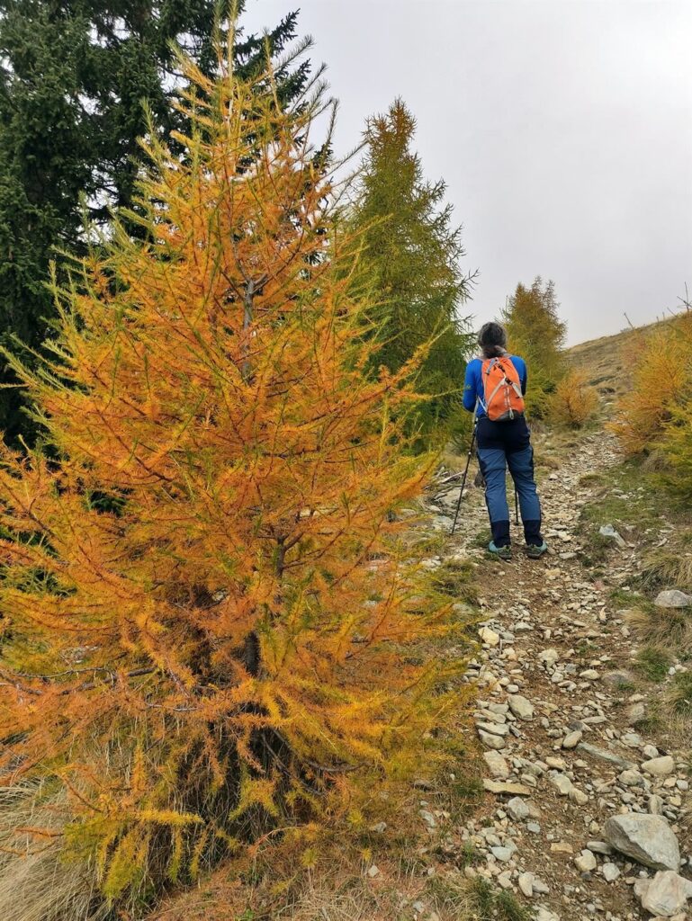 primi larici colorati: ed è subito &quot;wow&quot;