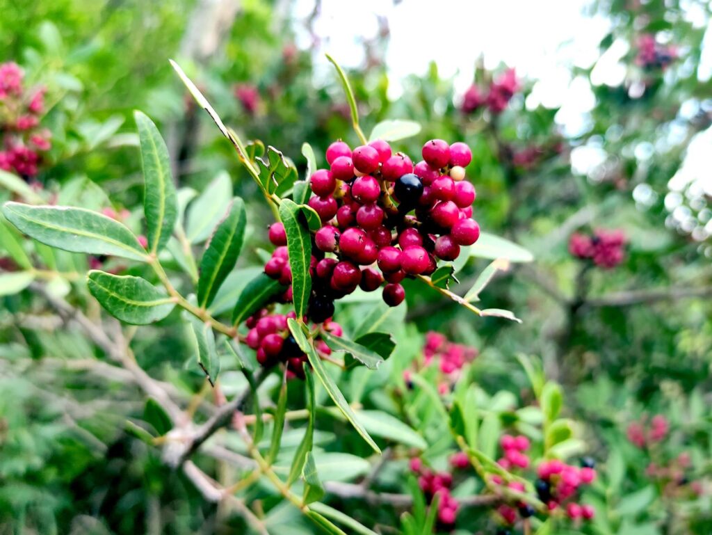 comincia una vera e propria lezione di botanica lungo il sentiero, che attraversa una lussurreggiante macchia mediterranea