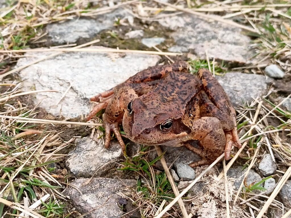 creature che spavaldamente saltano sulle gambe di Erica, e poi si beccano un servizio fotografico completo