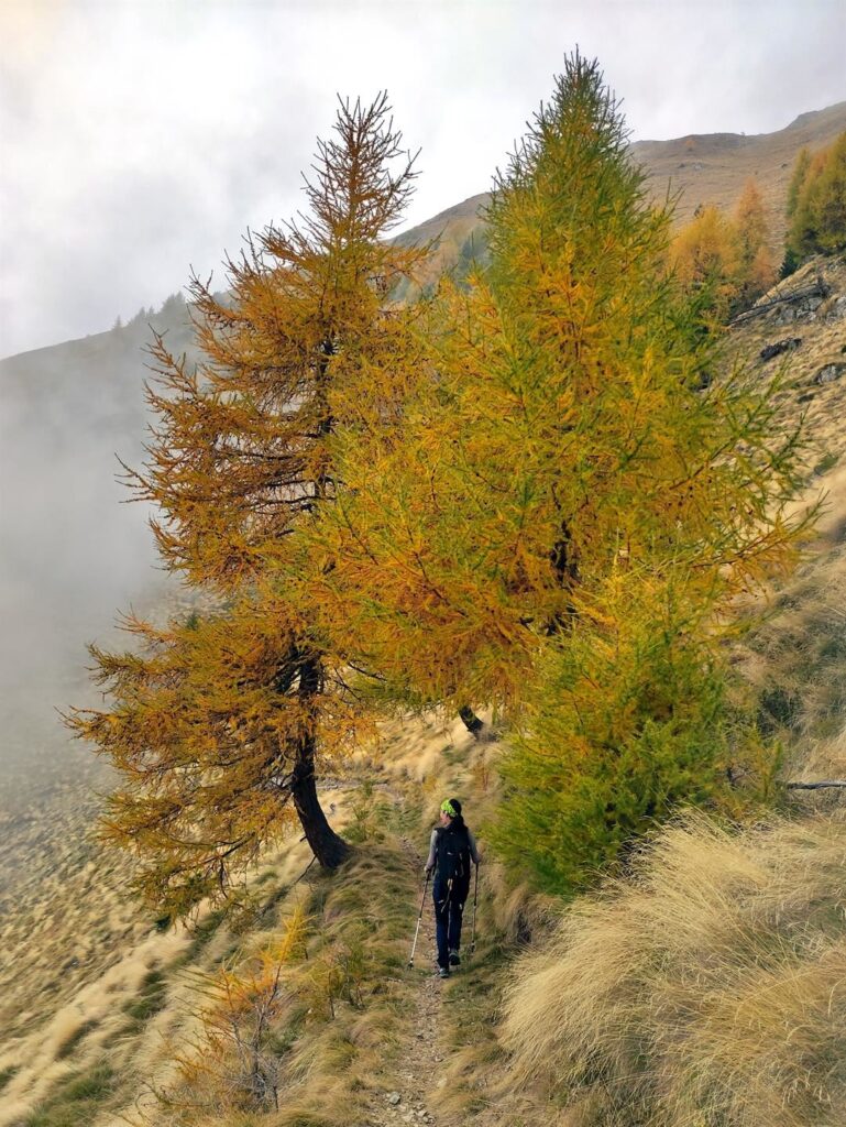 un passaggio bellissimo sotto queste meraviglie