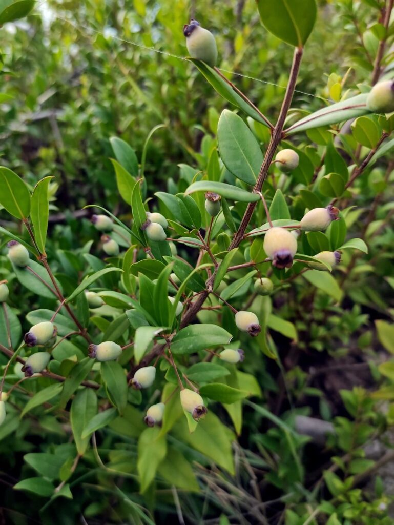 questo invece è mirto, anche le foglie rilasciano un aroma particolare