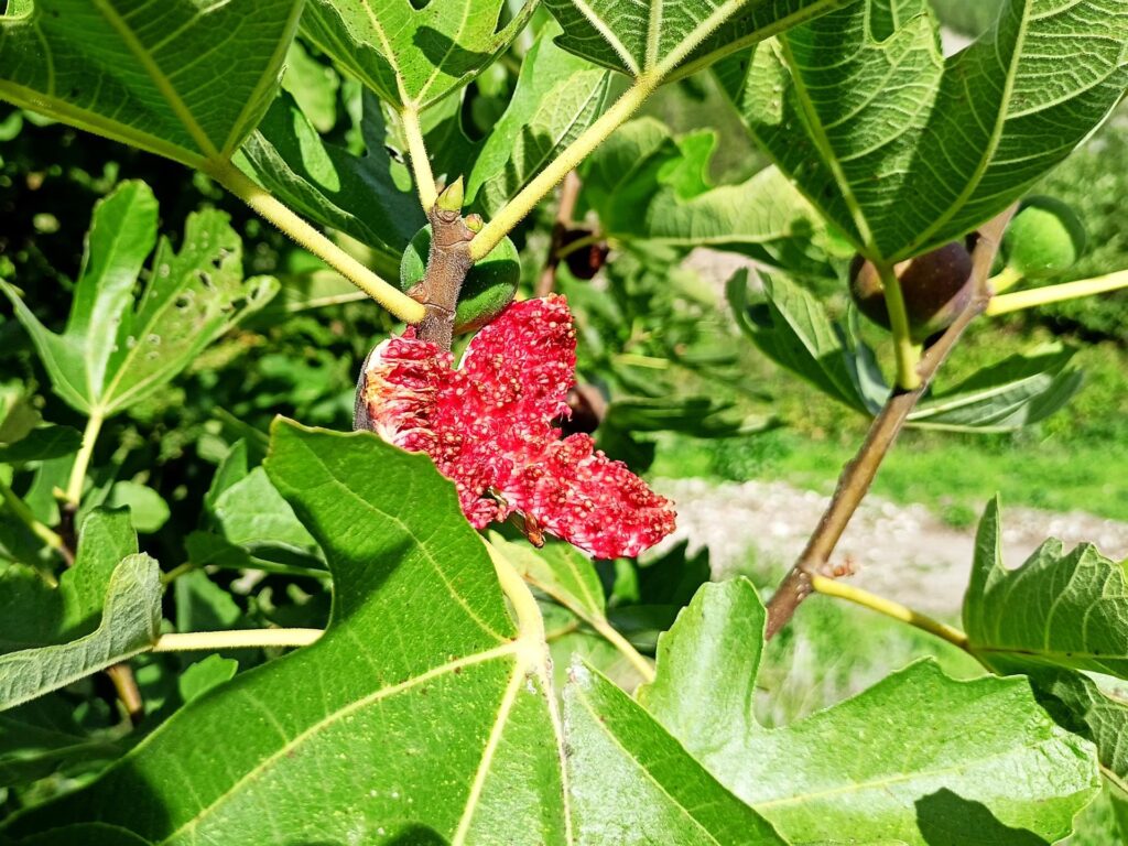 fichi lungo il percorso di rientro a Castelsaraceno