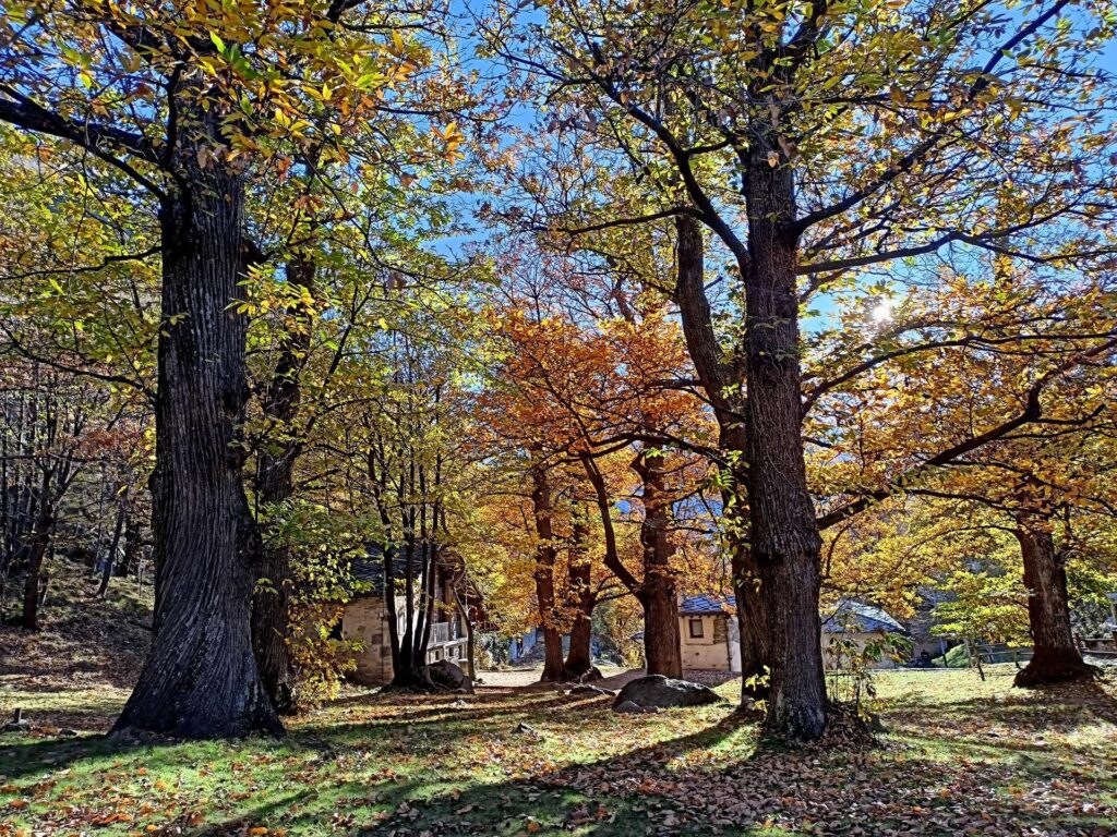 le ombre lunghe della sera, anche se non sono ancora le quattro del pomeriggio, disegnate dai castagni secolari di Machaby