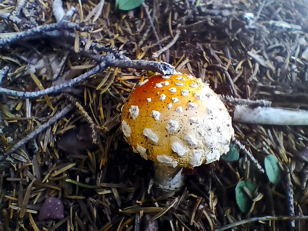 Nel boschetto che porta ai Piani dell'Avaro troviamo funghi che manco Gargamella... :P