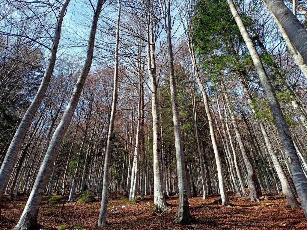i bei boschi lungo la strada forestale