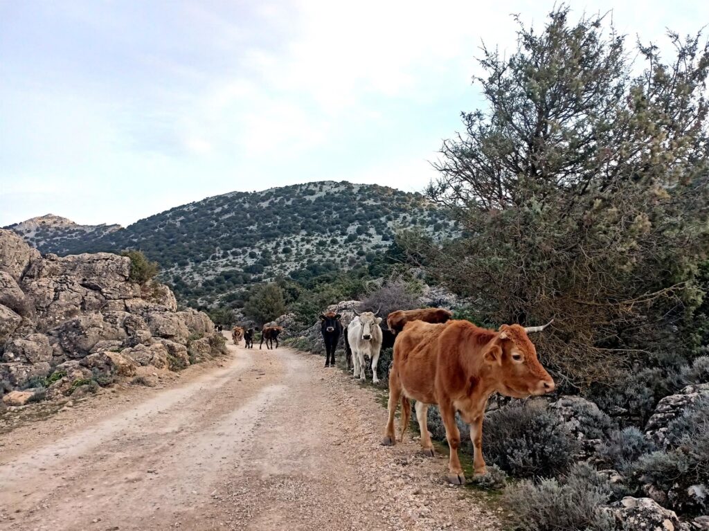 c'è traffico lungo la strada....