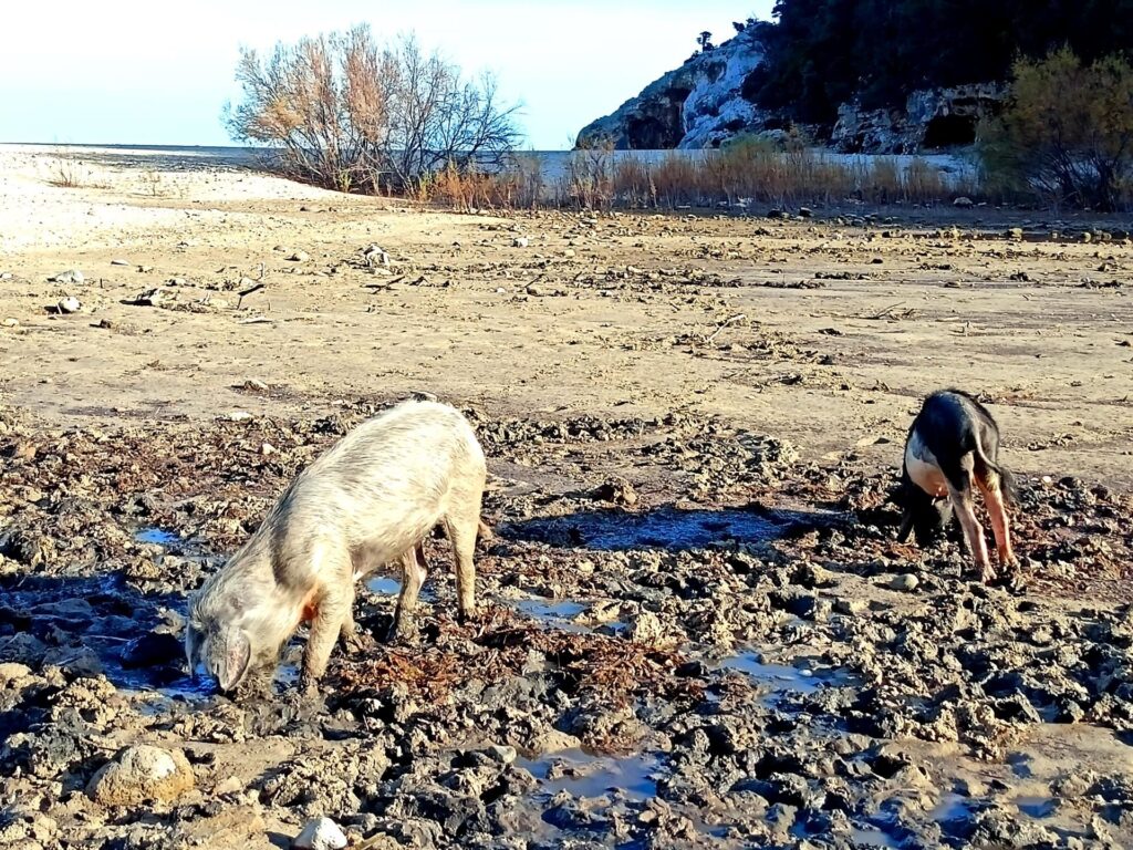 maialini sgrufolano liberamente al confine con la spiaggia