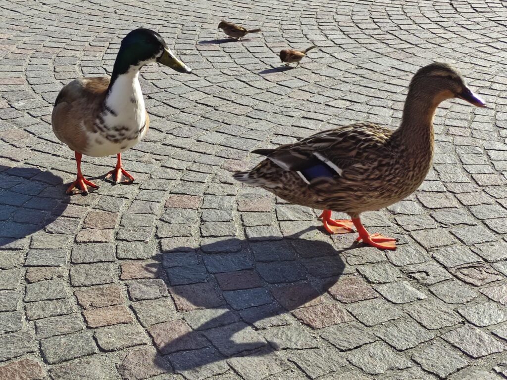 le anatre invece non amano essere importunate: loro possono farlo, tu no.