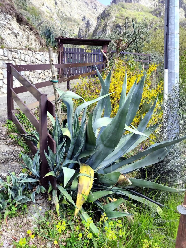 Agave gigante nei pressi dell&#039;attacco del sentiero