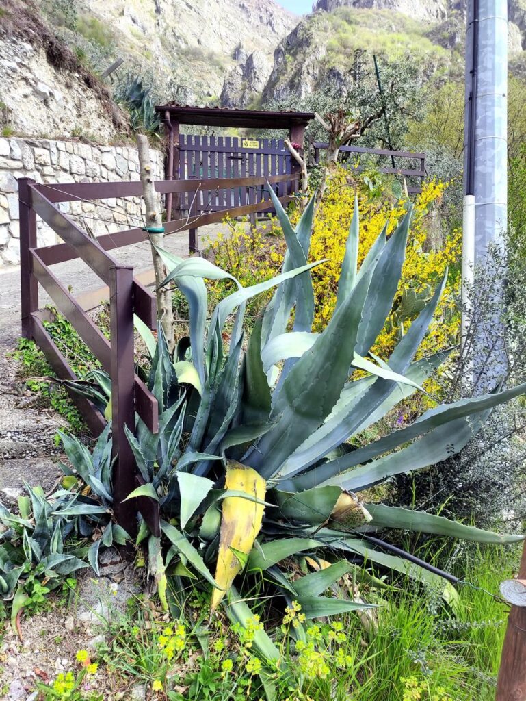 Agave gigante nei pressi dell'attacco del sentiero