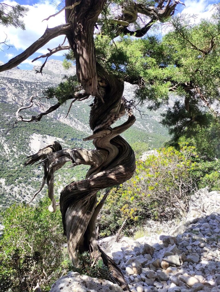 ginepri che si esibiscono nella loro danza centenaria